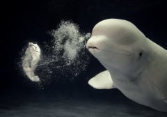 日本水族馆白鲸表演吐泡泡绝活 活泼可爱惹人爱