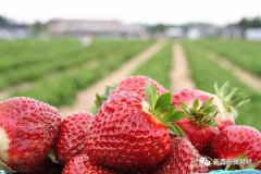 惊！新西兰草莓据报在台检出“农药超标达6倍”