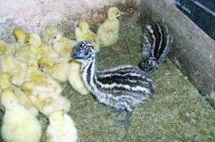 农民买鸵鸟烹调遇其产卵 效仿养鹅方法孵5只幼崽