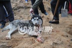 山东警方再击毙一只“狼” 村民报警称丢哈士奇