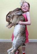 世界最大兔子45斤体长逾1米 1年吃掉4千美元(图