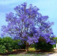 夏季蓝色大树 Jacaranda Tree：新西兰常见植物科普