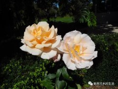 新西兰乡村生活系列丨一百五十株“林妹妹”