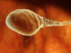 受孕过程显微照片