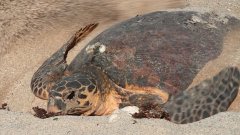 濒临灭绝的海龟30年后回到同一地点