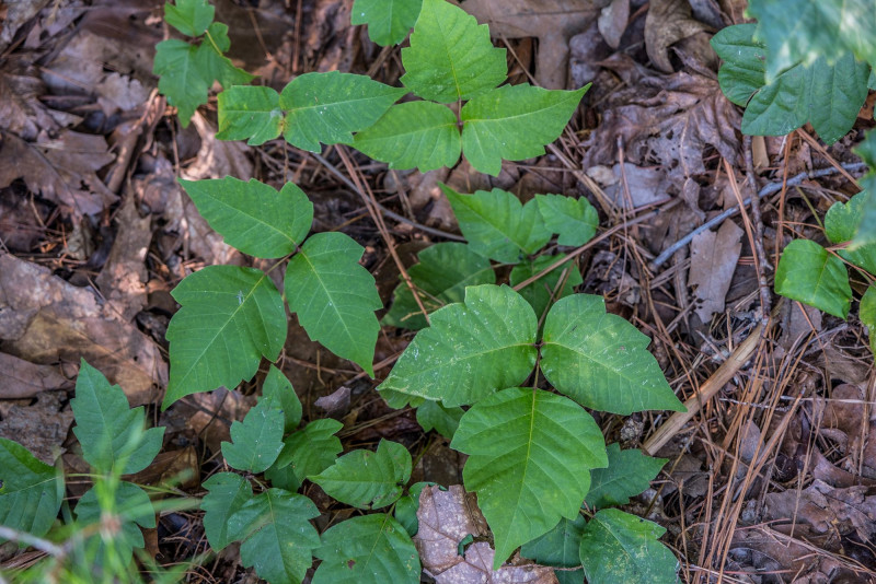 poison-ivy-feature.jpg,0