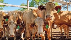 贸易战升级 中国暂停更多澳洲牛肉进口
