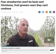 新西兰水果种植者警告，明年圣诞节期间可能吃
