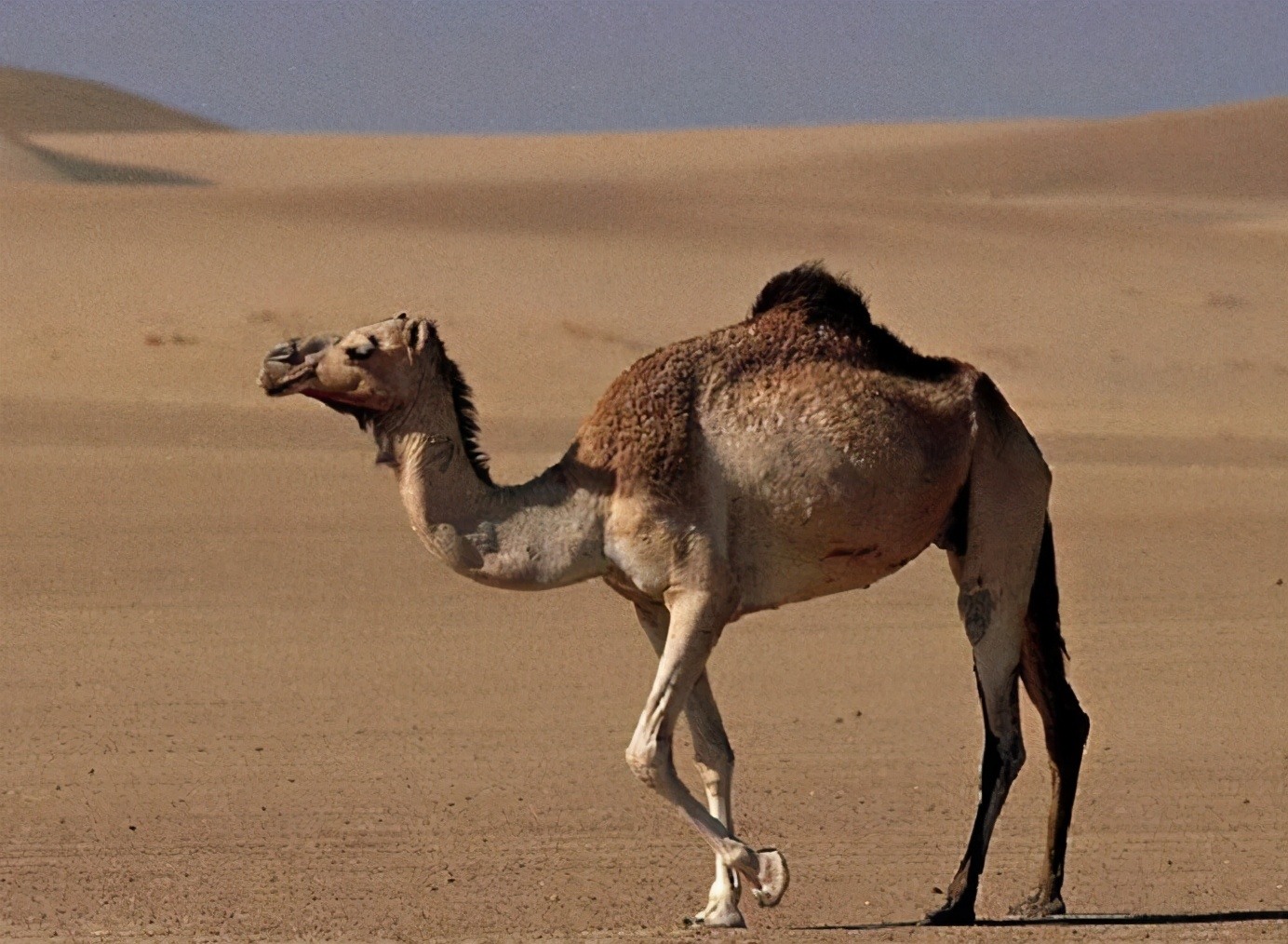 澳洲人快愁哭了，骆驼都泛滥100多万头，这次终于学习中国了