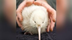 新西兰第一只纯白色几维鸟死亡 10年带来快乐无