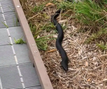 当心了！悉尼热门海滩惊现剧毒红腹黑蛇