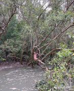 澳洲裸男被鳄鱼困在树上4天，被渔民发现后放声