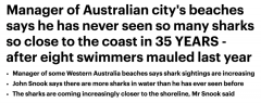 西澳海滩鲨鱼数量猛增，一天发现20条！距海岸线