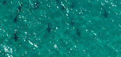 新西兰热门海域惊现鲨鱼群，包括铜鲨和锤头鲨