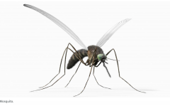 卫生部发布健康警报，敦促南澳人警惕蚊虫叮咬