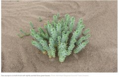 新西兰海滩出现有毒海草,政府警告不要自己清除