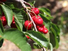 澳洲樱桃种植户反击环球时报报道
