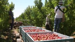 澳洲农业部敦促维州优先引进海外农场工，再考