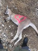 澳洲惊现大量被标记“X”的袋鼠尸体！抽丝剥茧