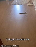 澳洲女孩在卧室发现奇怪生物，尖叫不止！滑溜