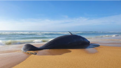 维州海滩死鲸引鲨鱼环伺 当局警告民众周末勿到