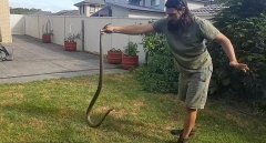 澳大利亚专业捕蛇者居民家后院徒手抓住剧毒棕