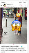 中国大妈墨尔本CBD绑绳溜鸽子引网友围观，网友