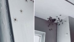 悉尼一座房子里有数百只蜘蛛在墙上爬