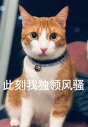 招谁惹谁了？ACT起草猫猫法案，猫猫最好呆在家