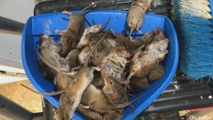 悉尼恐出现十年来最严重鼠灾，超市每晚捕到2