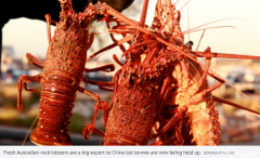 澳洲龙虾只要25一公斤，吃货最开心的时候来了！