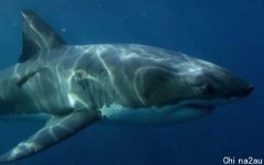 奥克兰两处海滩发布鲨鱼警报 目击到多条大白鲨