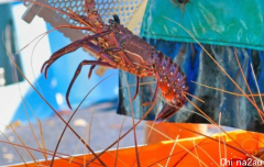 澳洲龙虾遇冷 中国新潮流却让鲍鱼贸易商觅到商