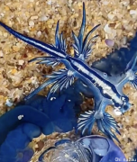 大量神秘“蓝龙”涌上澳洲海岸，状似外星生物