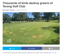 数千只凤头鹦鹉“入侵” 高尔夫球场绿地被啄几