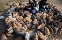澳大利亚兔子泛滥成灾，数百亿兔子正在“践踏