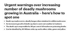 注意！警惕致命死帽菇，如有食用，请立即就医
