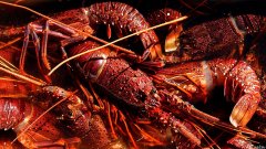 失去中国市场，澳洲最贵龙虾砍价70%国内求销路