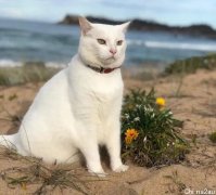 新州猫猫每天海滩散步，突遭“绑架”！主人崩