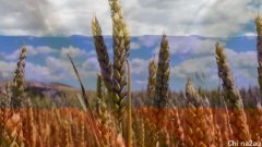 俄国小麦出口税将利好澳洲农民