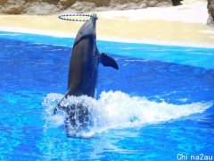 新州通过立法终止“海豚表演”！