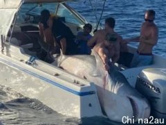 悉尼钓客与400公斤鲨鱼缠斗45分钟！体积之大吓坏