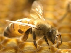 报告显示，蜜蜂比蛇和蜘蛛导致的住院治疗案例