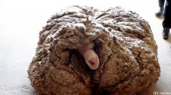 澳洲绵羊逃离农场5年，只为自由！结局让人意想