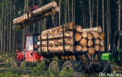 澳大利亚请求恢复木材出口 中方不搭理