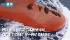 太懒了！ 澳洲一群海狮不想游泳，跳上轮船“搭