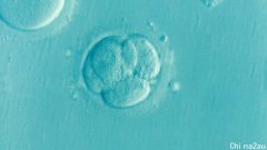 科学家用皮肤细胞创造出人类早期胚胎