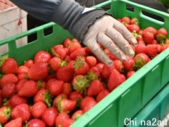 澳洲农场活该找不到工人！调查揭摘水果时薪仅