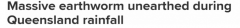 吓人！澳洲多地遭洪水侵袭，巨型蚯蚓“重见天