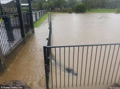 澳新州部分地区水位告急，鳄鱼几近“越狱”，